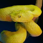 VR Sculpting - Shapelab